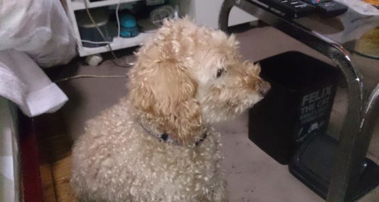 ｼｮｺﾗ20181218